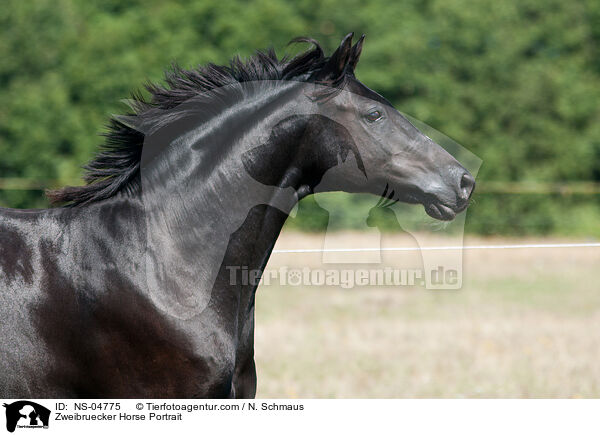 Zweibruecker Horse Portrait / NS-04775