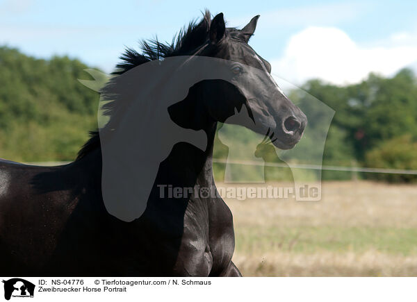 Zweibruecker Horse Portrait / NS-04776