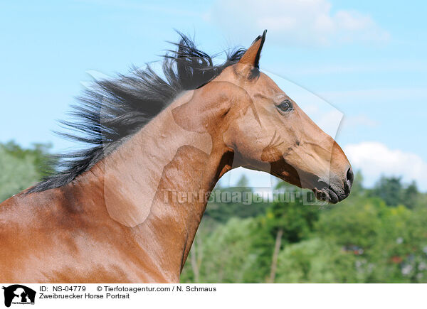 Zweibruecker Horse Portrait / NS-04779