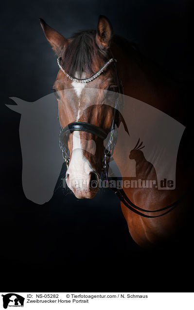 Zweibruecker Horse Portrait / NS-05282