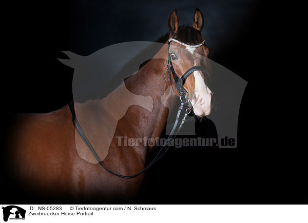 Zweibruecker Horse Portrait / NS-05283