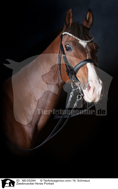 Zweibruecker Horse Portrait / NS-05284