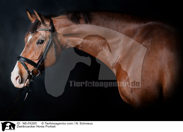 Zweibruecker Horse Portrait / NS-05285