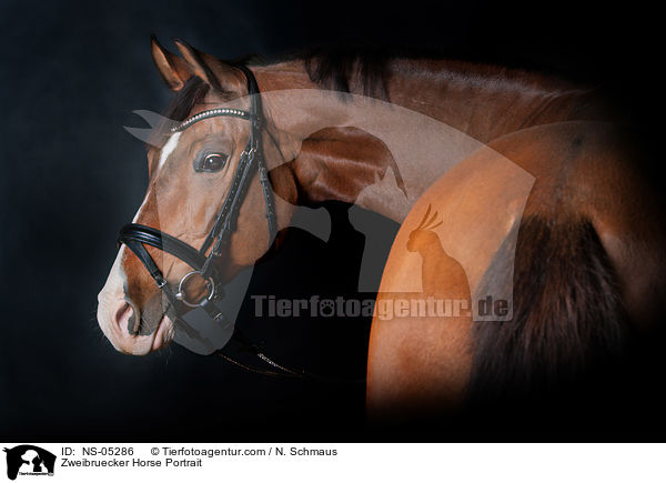 Zweibruecker Horse Portrait / NS-05286