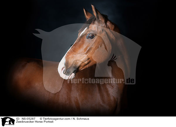 Zweibruecker Horse Portrait / NS-05287