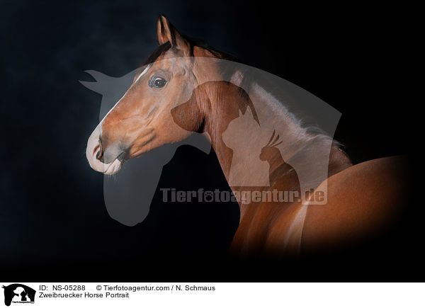 Zweibruecker Horse Portrait / NS-05288