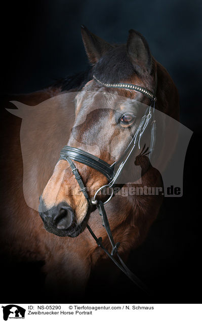 Zweibruecker Horse Portrait / NS-05290