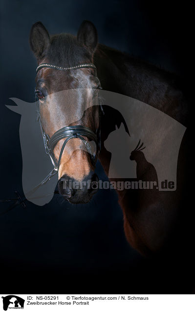 Zweibruecker Horse Portrait / NS-05291