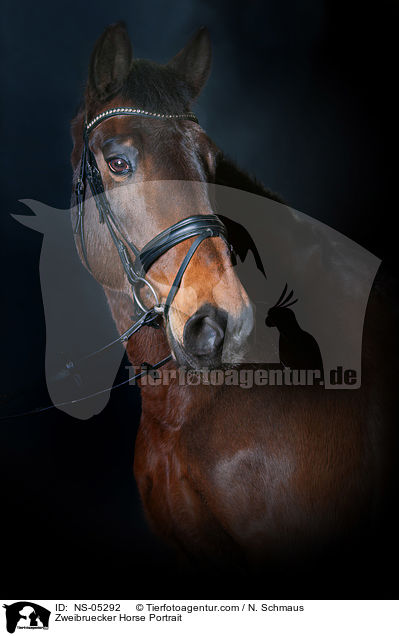 Zweibruecker Horse Portrait / NS-05292