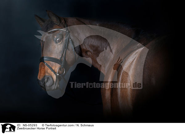 Zweibruecker Horse Portrait / NS-05293