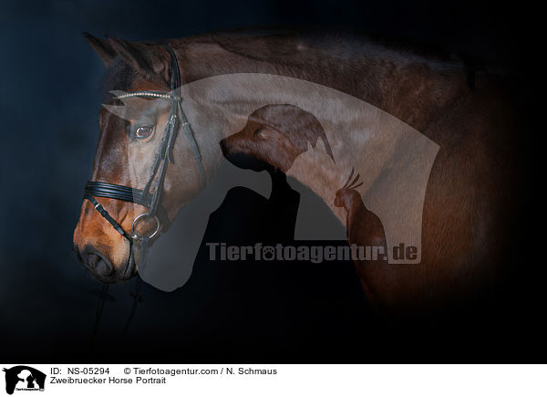 Zweibruecker Horse Portrait / NS-05294