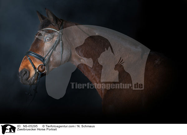 Zweibruecker Horse Portrait / NS-05295