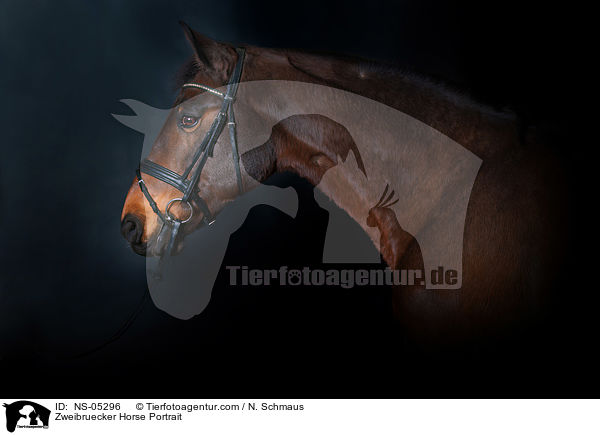 Zweibruecker Horse Portrait / NS-05296