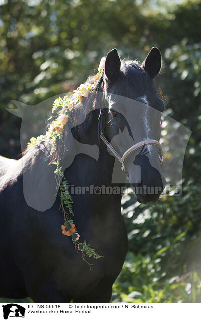 Zweibruecker Horse Portrait / NS-06618