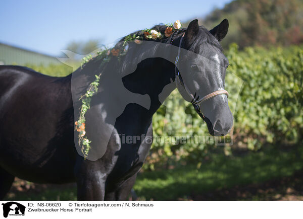 Zweibruecker Horse Portrait / NS-06620