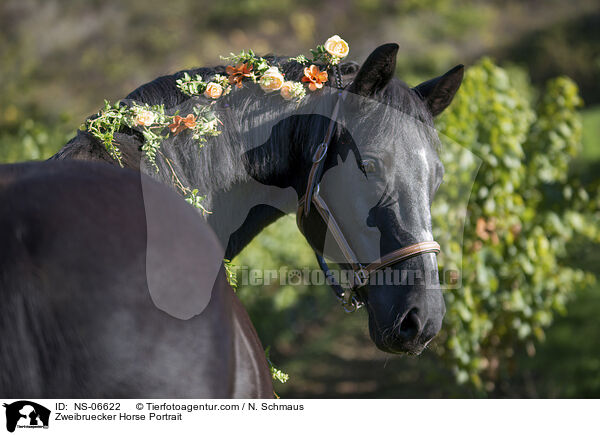 Zweibruecker Horse Portrait / NS-06622
