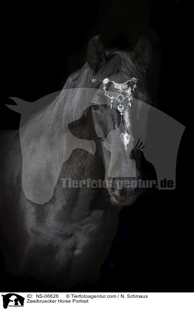 Zweibruecker Horse Portrait / NS-06626