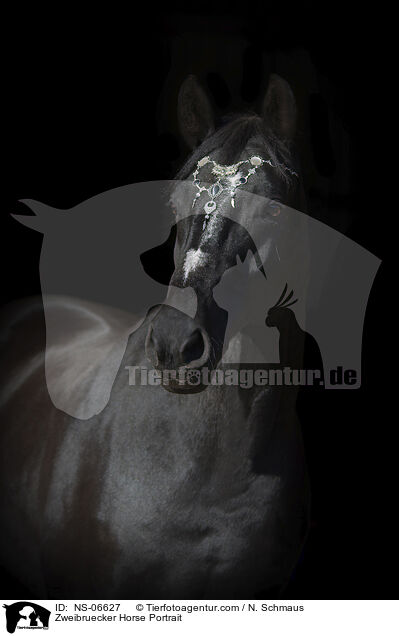 Zweibruecker Horse Portrait / NS-06627