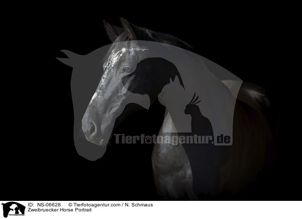 Zweibruecker Horse Portrait / NS-06628