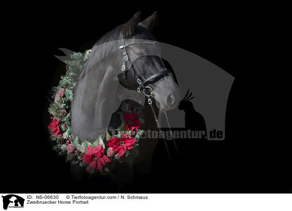 Zweibruecker Horse Portrait / NS-06630