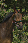 horse portrait