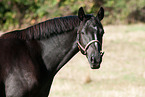 Zweibruecker Horse Portrait