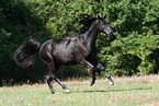 galloping Zweibruecker Horse