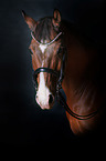 Zweibruecker Horse Portrait
