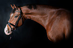 Zweibruecker Horse Portrait