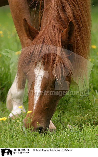 Pferd beim grasen / grazing horse / RR-01755