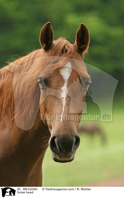 horse head / RR-02060