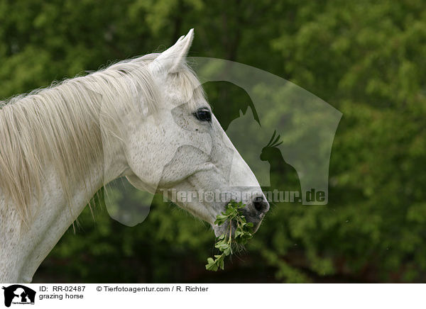 Pferd beim fressen / grazing horse / RR-02487