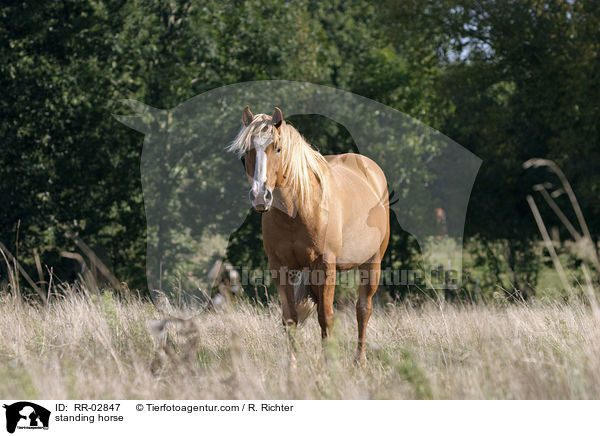 Haflinger auf der Weide / standing horse / RR-02847