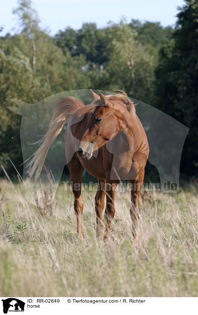 Pferd / horse / RR-02849