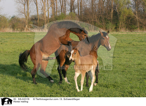 Deckakt / Horse mating / SS-02316