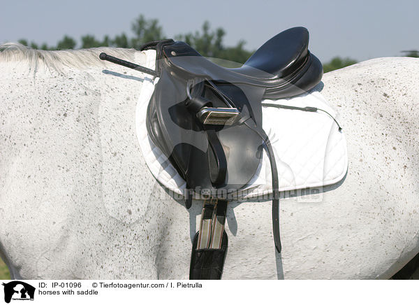 horses with saddle / IP-01096