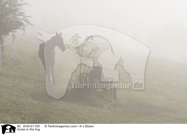 horse in the fog / AVD-01190