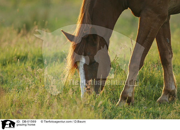 grasendes Pferd / grazing horse / DB-01569