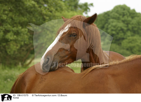 Pferd / horse / DB-01575