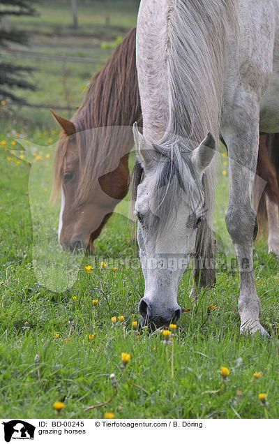grasende Pferde / grazing horses / BD-00245