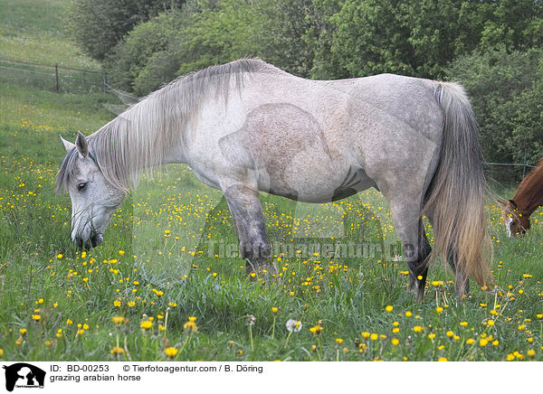 grasender Araber / grazing arabian horse / BD-00253