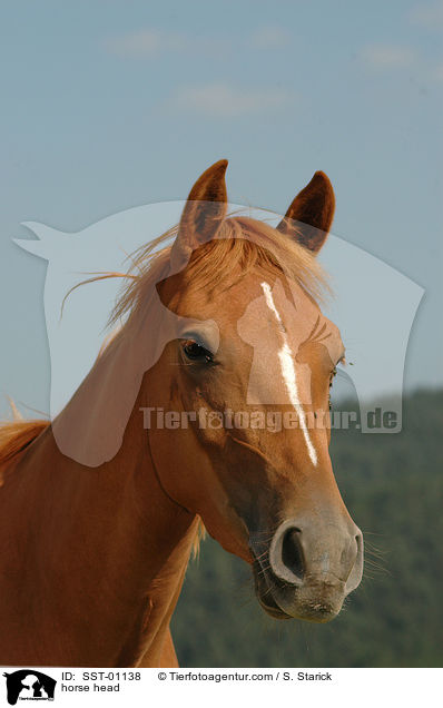 Pferd im Portrait / horse head / SST-01138