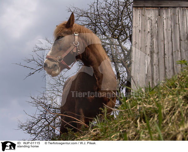 stehender Fuchs / standing horse / WJP-01115