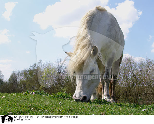 Grasender Schimmel / grazing horse / WJP-01116