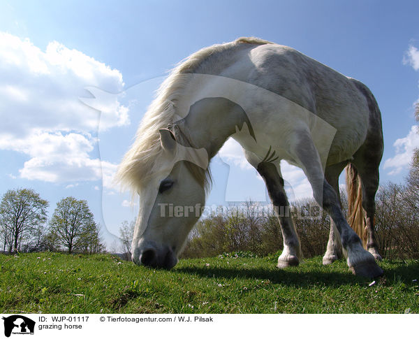 Grasender Schimmel / grazing horse / WJP-01117
