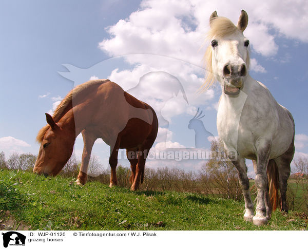 Grasende Pferde / grazing horses / WJP-01120