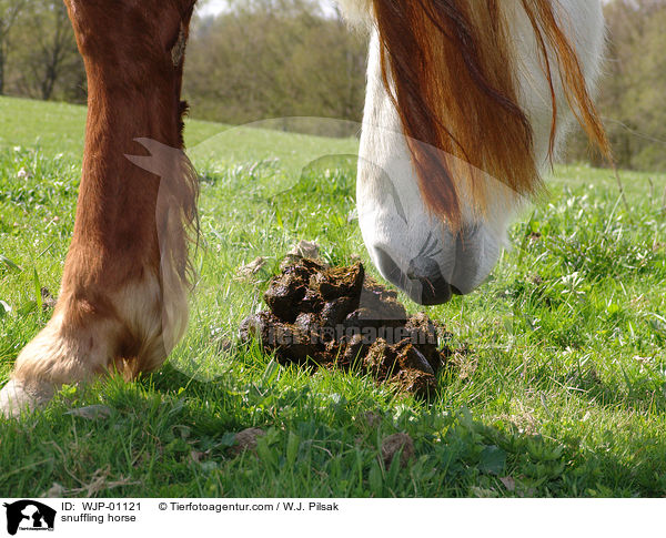 Pferd beschnuppert Kot / snuffling horse / WJP-01121