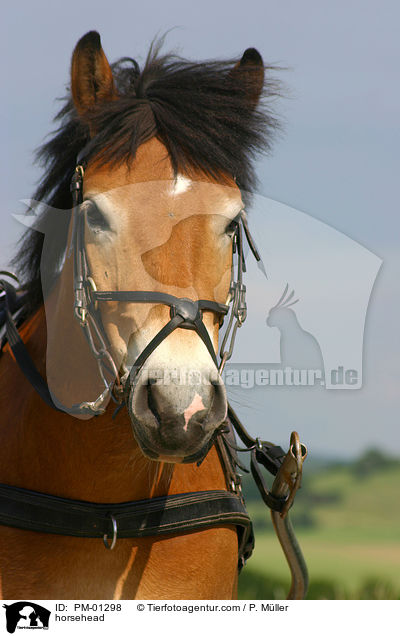 Pferdekopf / horsehead / PM-01298