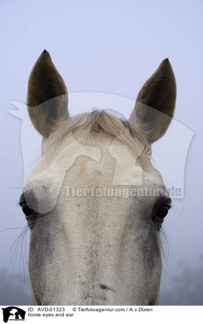 Pferdeaugen und Ohren / horse eyes and ear / AVD-01323
