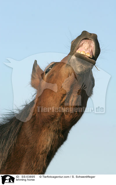 flehmendes Pferd / lehming horse / SS-03895